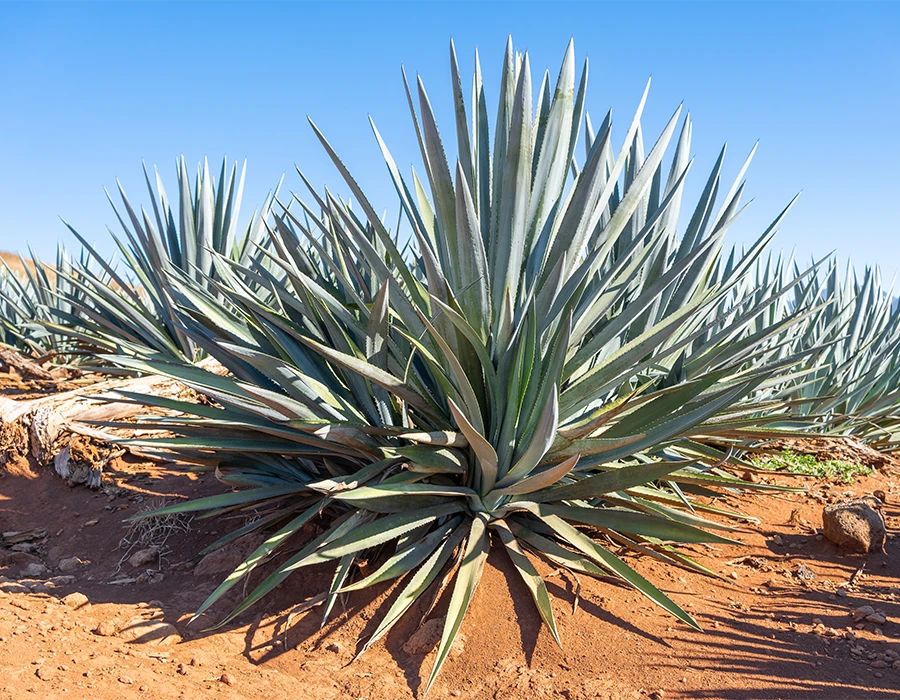 Bring Jalisco to Your Living Room