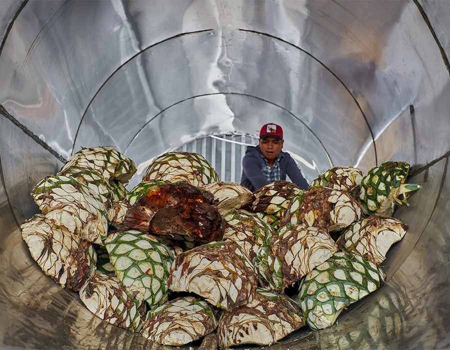 Cooking and Fermentation- Transforming the Heart of Agave