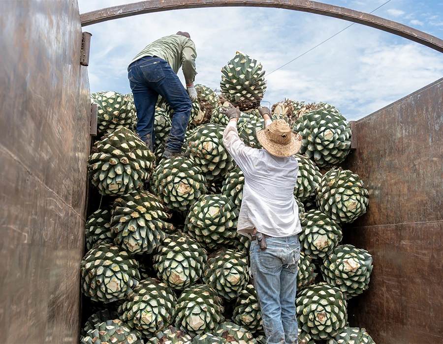 Expert Tip Visit During Harvest Season