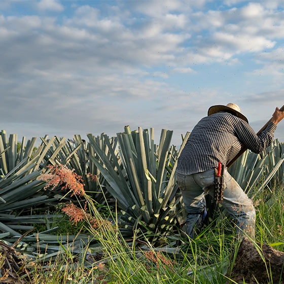 Featured image How Tequila Is Made