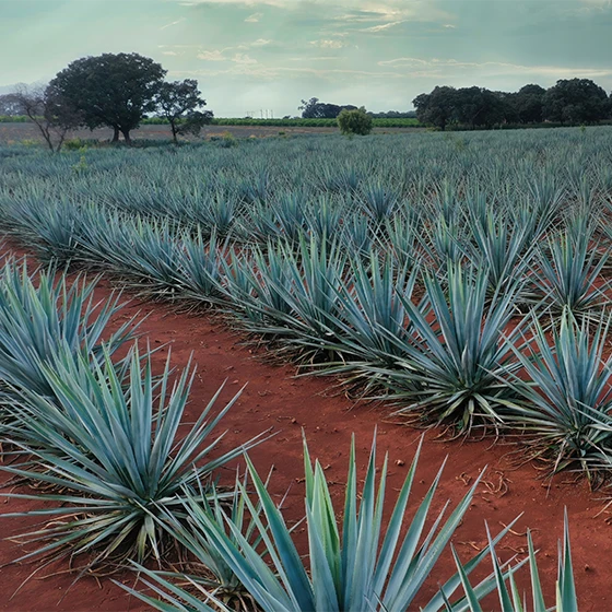 Featured image Organic Tequila- Quality, Process, and What Makes It Different