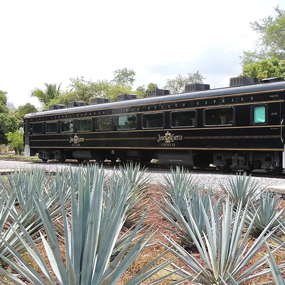 Featured image Things to Do in Tequila, Mexico- Where Flavor Meets Its Origin