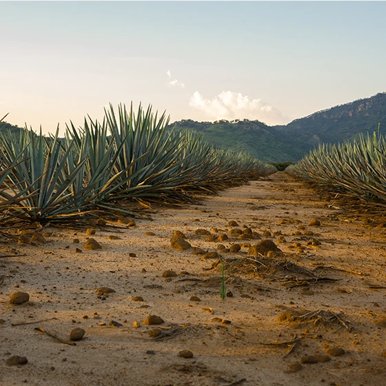 Featured image Types of Tequila- A Journey from the Root to the Glass