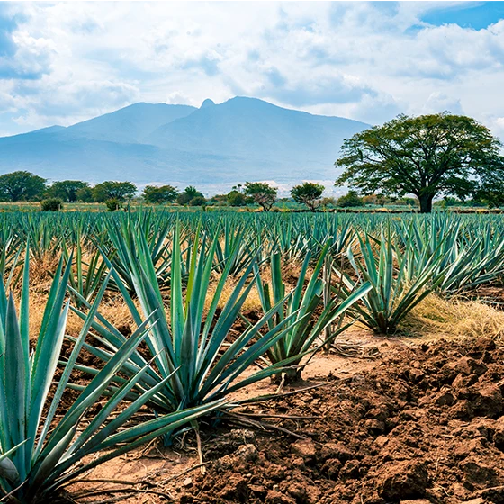 Featured image What Is the Origin of Tequila