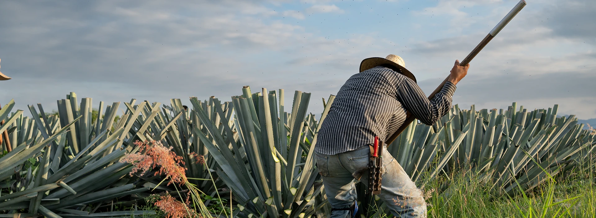 How Tequila Is Made The Art Behind Every Bottle