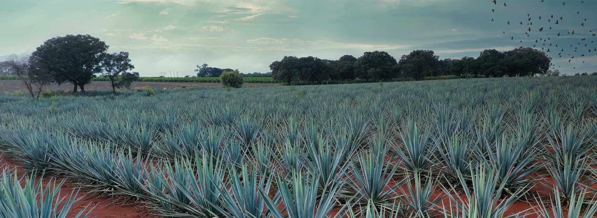 Organic Tequila Quality, Process, and What Makes It Different