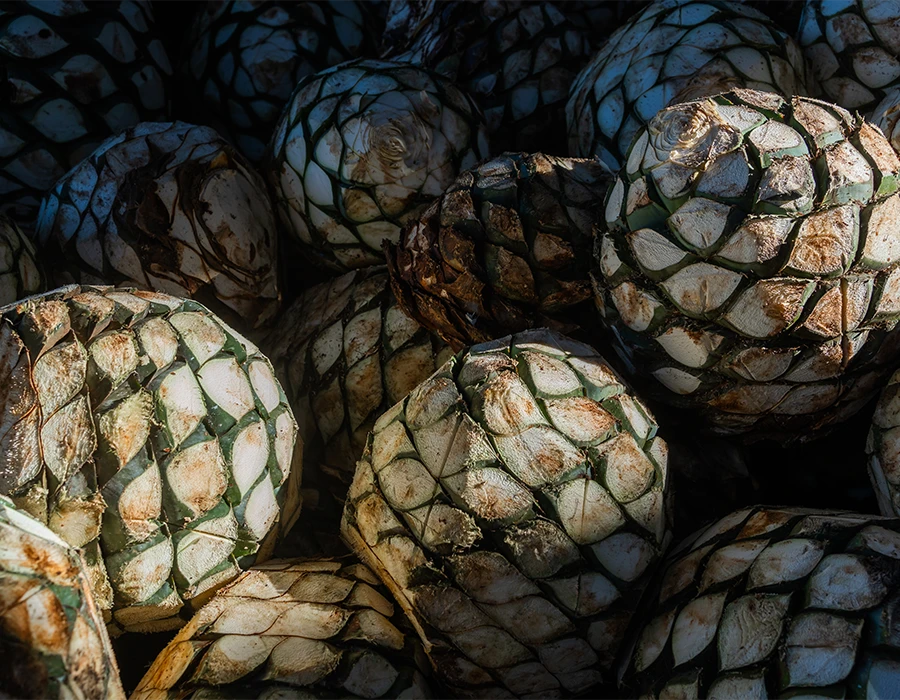 Restaurants with Soul- Tequila, Mexico Restaurants Worth Discovering