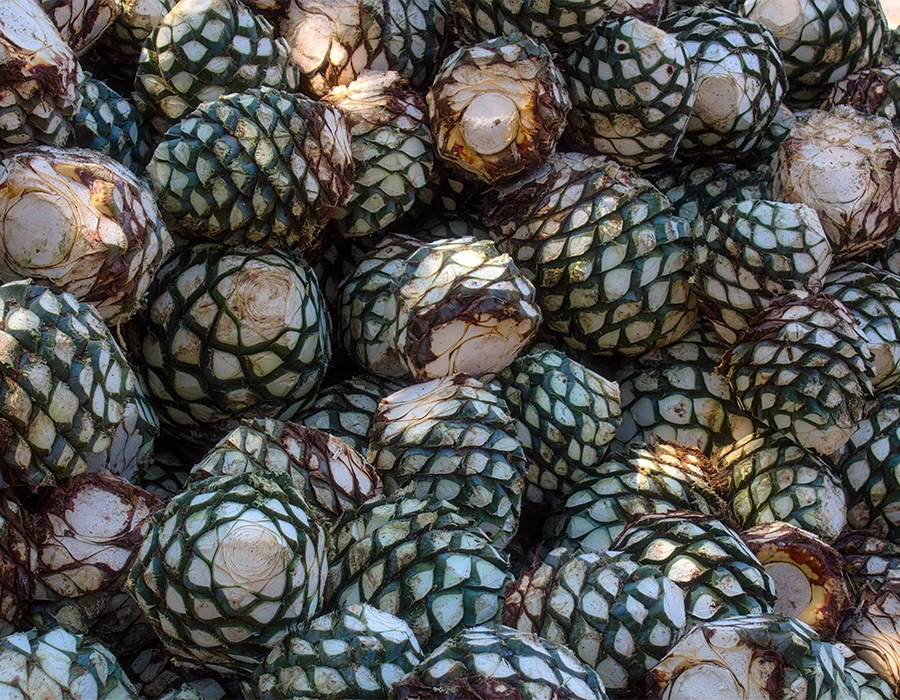 The First Licensed Producers