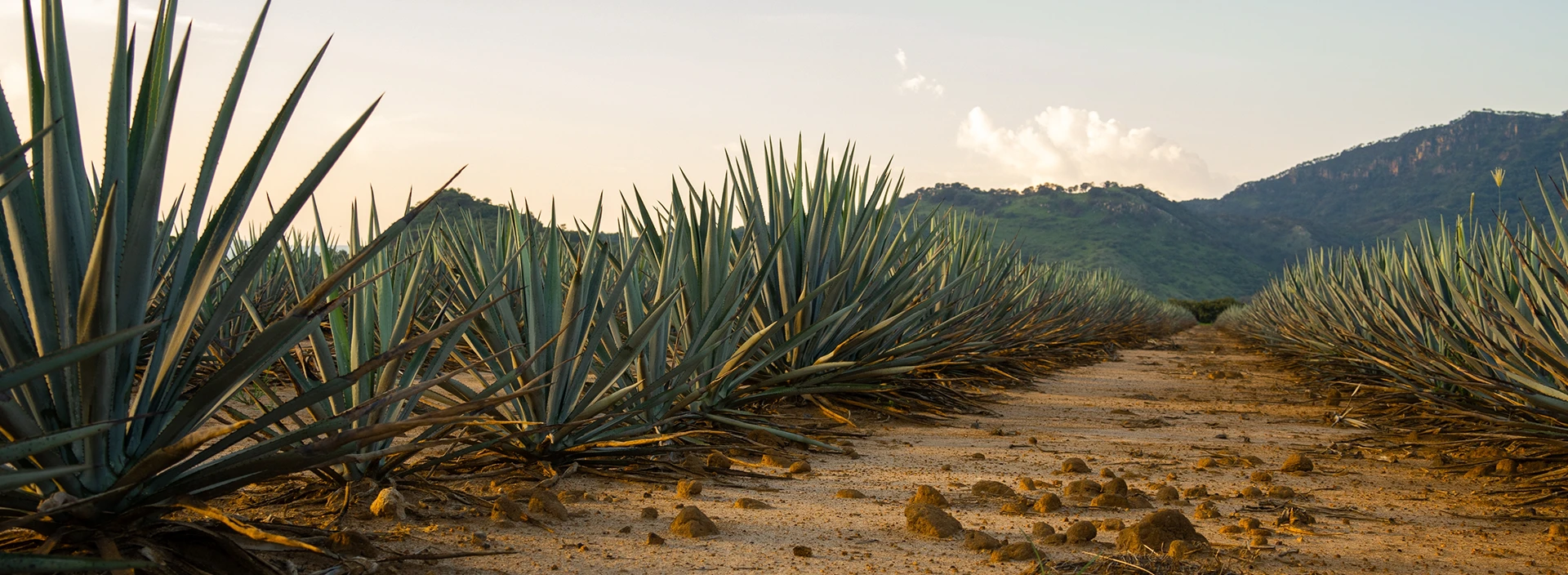 Types of Tequila A Journey from the Root to the Glass