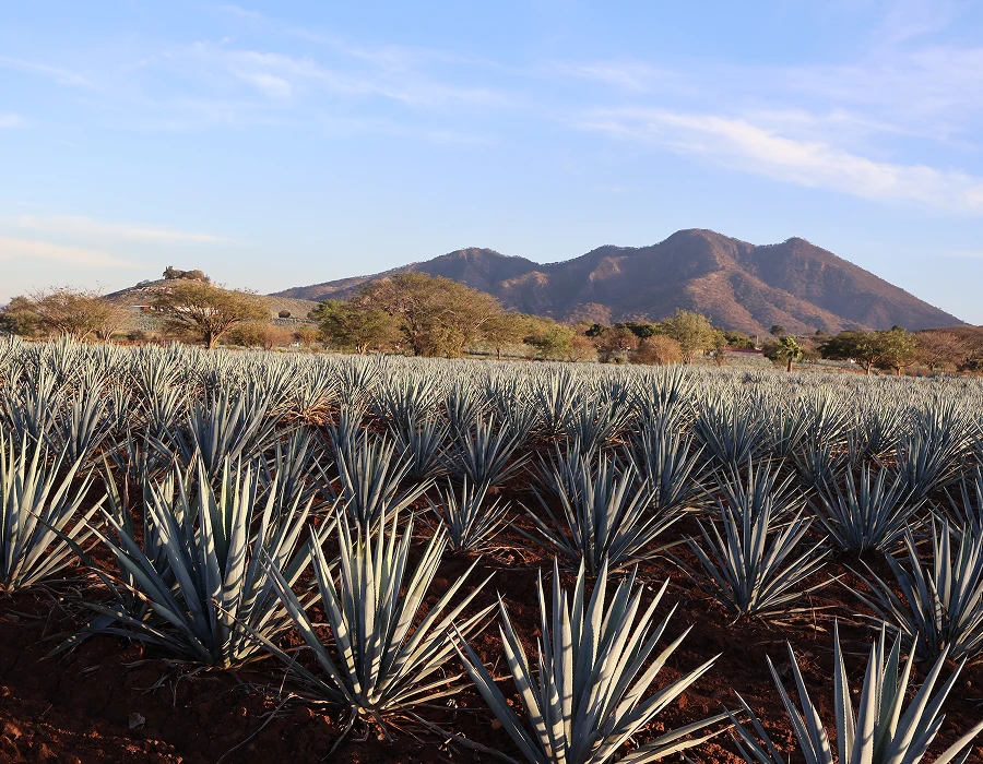 Why Add a Tequila Experience to Your World Cup Trip?